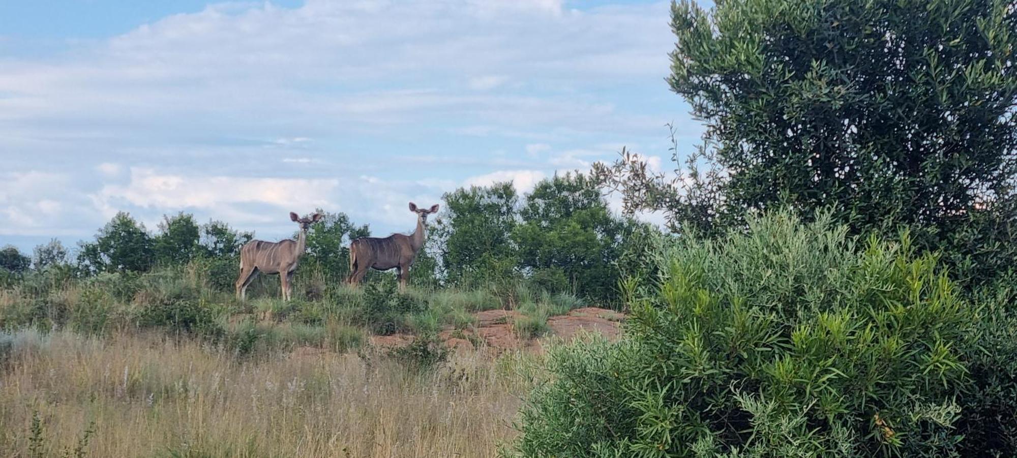 Kareekloof Game Farm Villa Derby Exteriör bild